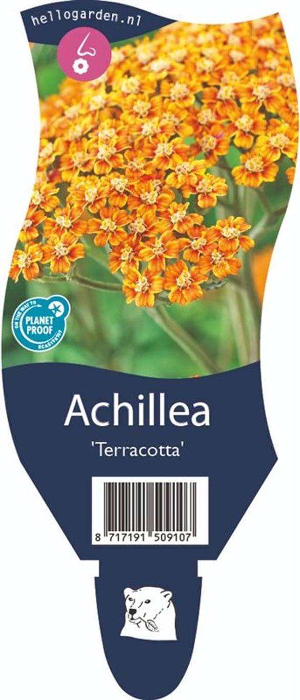 Achillea 'Terracotta' - P11
